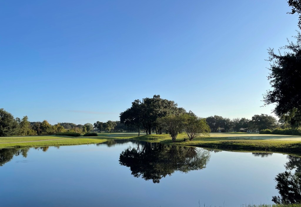 Tree over pond on golf course green