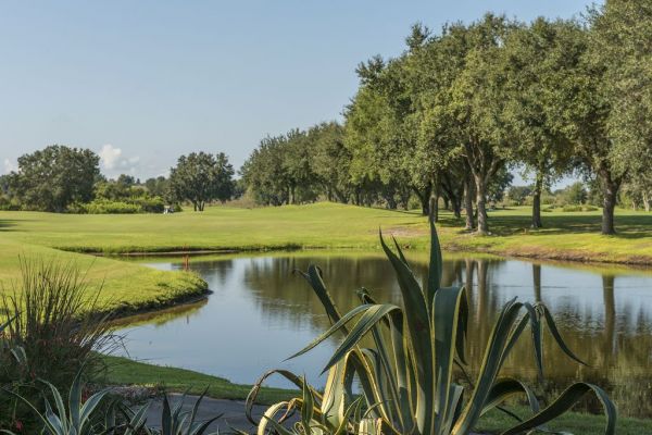 plants on pond on golf course